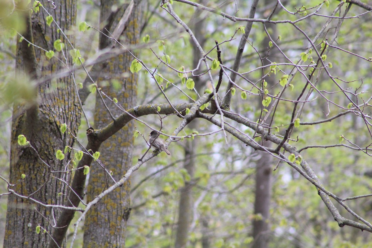 Eastern Phoebe - ML618794835