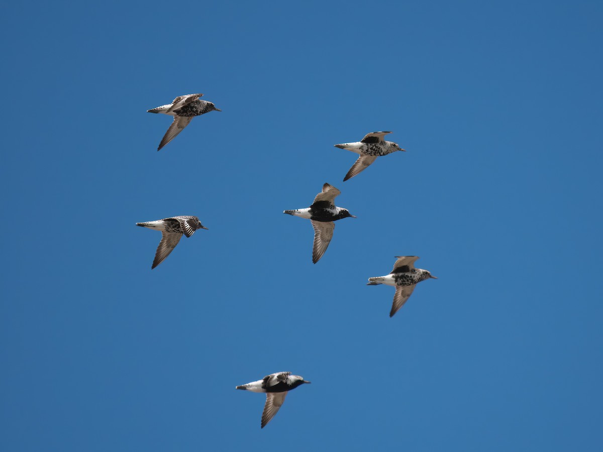 Black-bellied Plover - Gavin Edmondstone