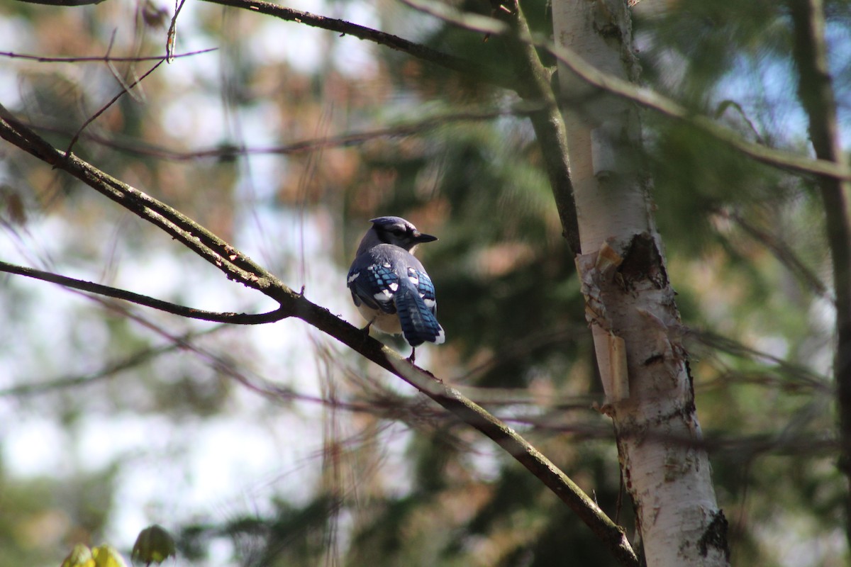 Blue Jay - ML618794842