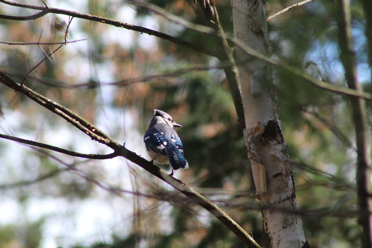 Blue Jay - ML618794843