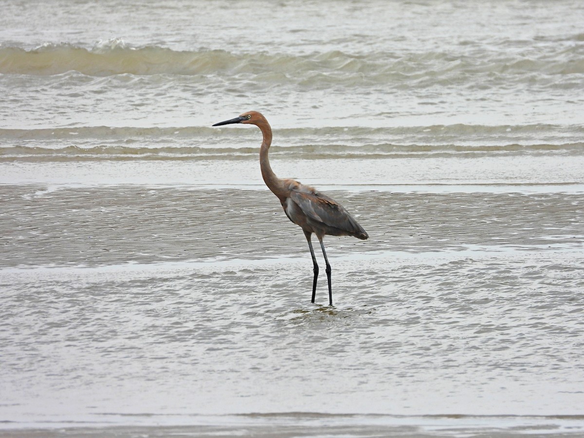 Reddish Egret - Cheryl Huner