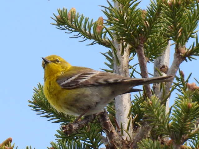 Pine Warbler - Joe McGill