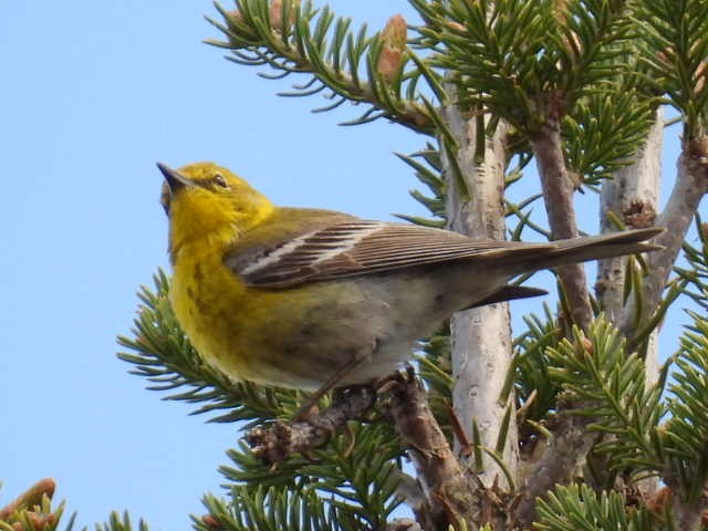 Pine Warbler - Joe McGill