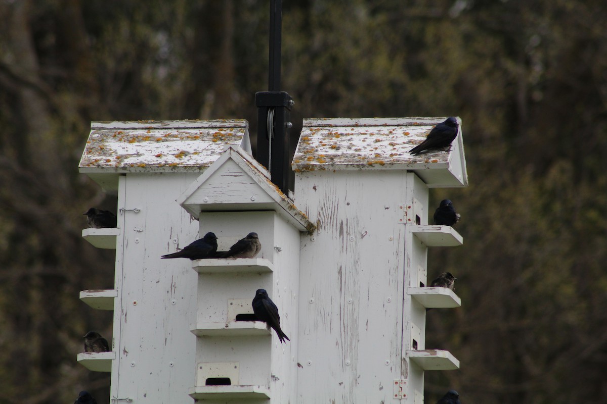 Purple Martin - ML618794858