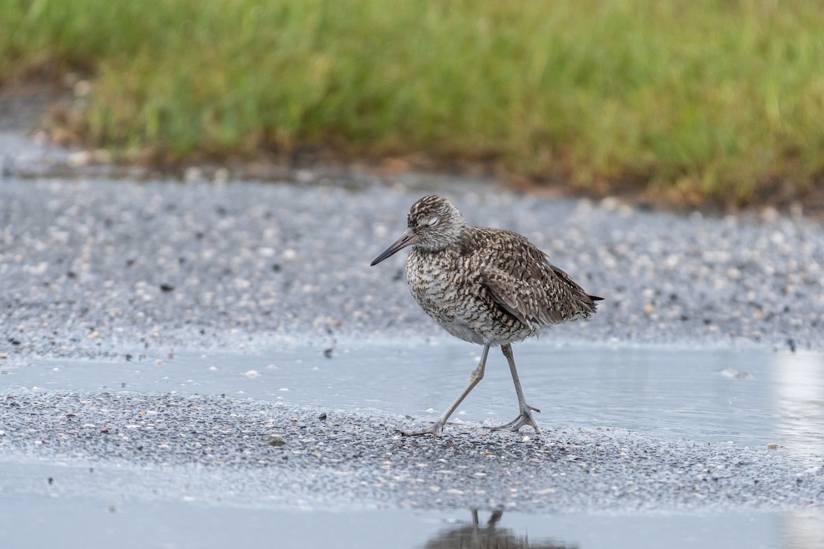 willetsnipe (semipalmata) - ML618794867