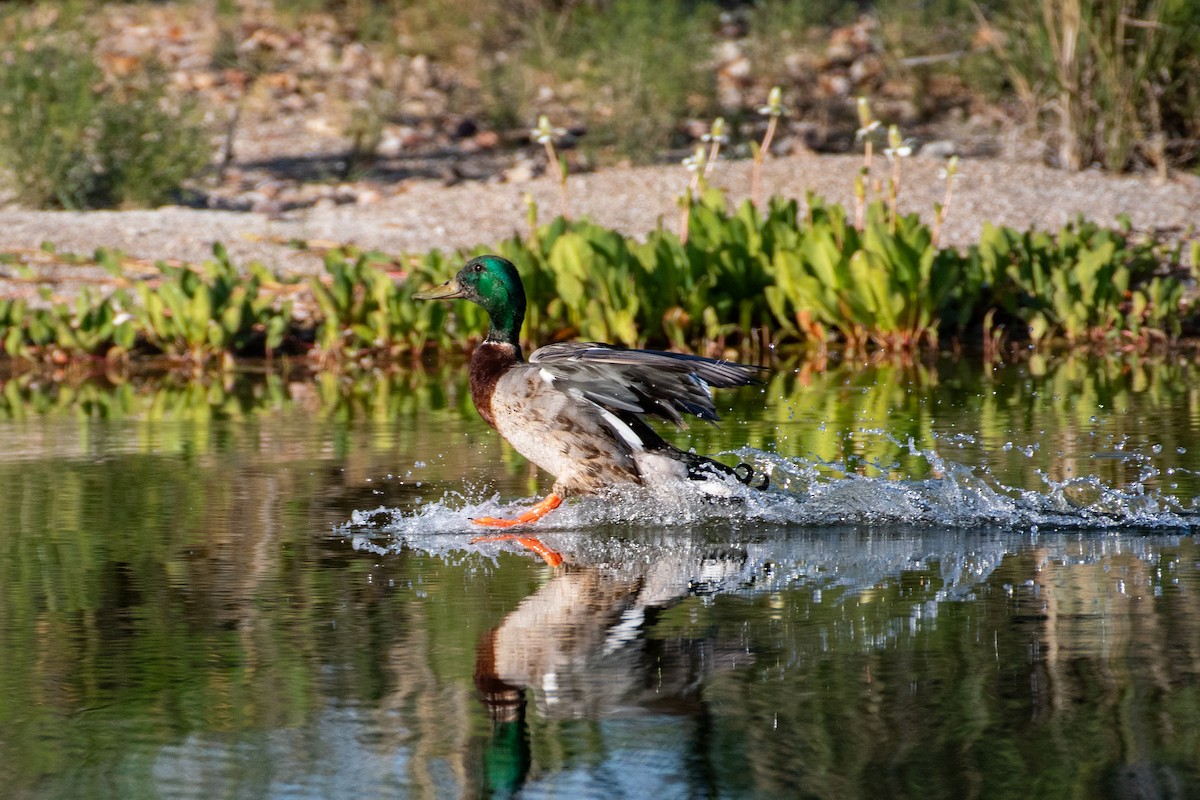 Mallard - Zach Hewlett