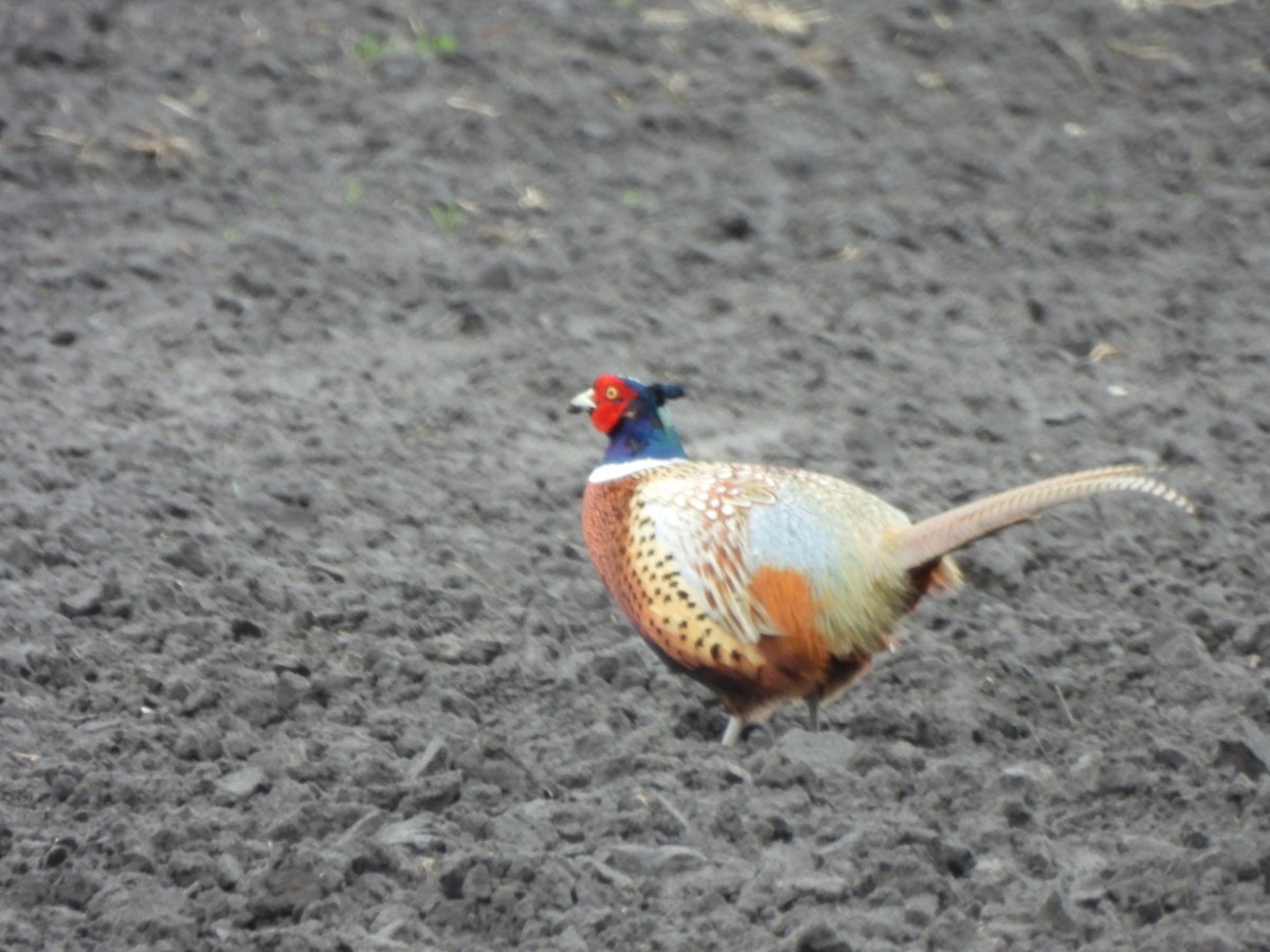 Ring-necked Pheasant - Lachlan Bebout