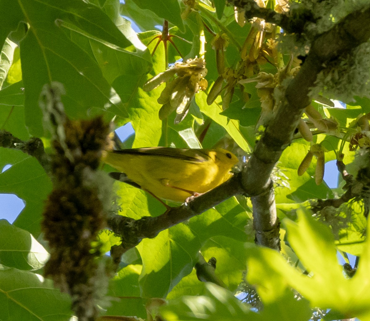 Wilson's Warbler - Greg Harrington