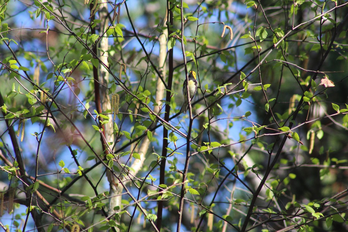 Black-throated Green Warbler - ML618794919