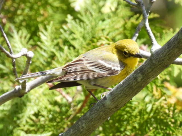 Pine Warbler - Joe McGill