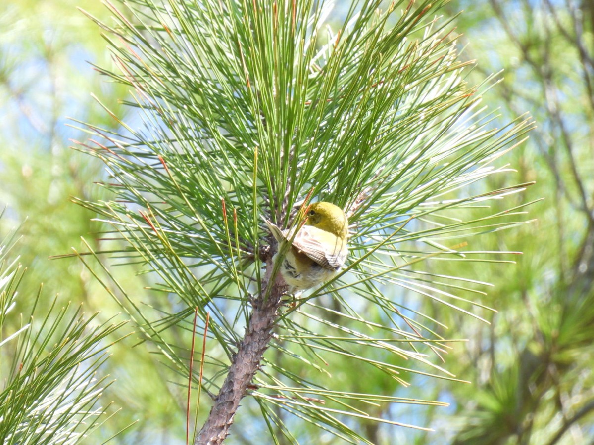 Pine Warbler - Joe McGill