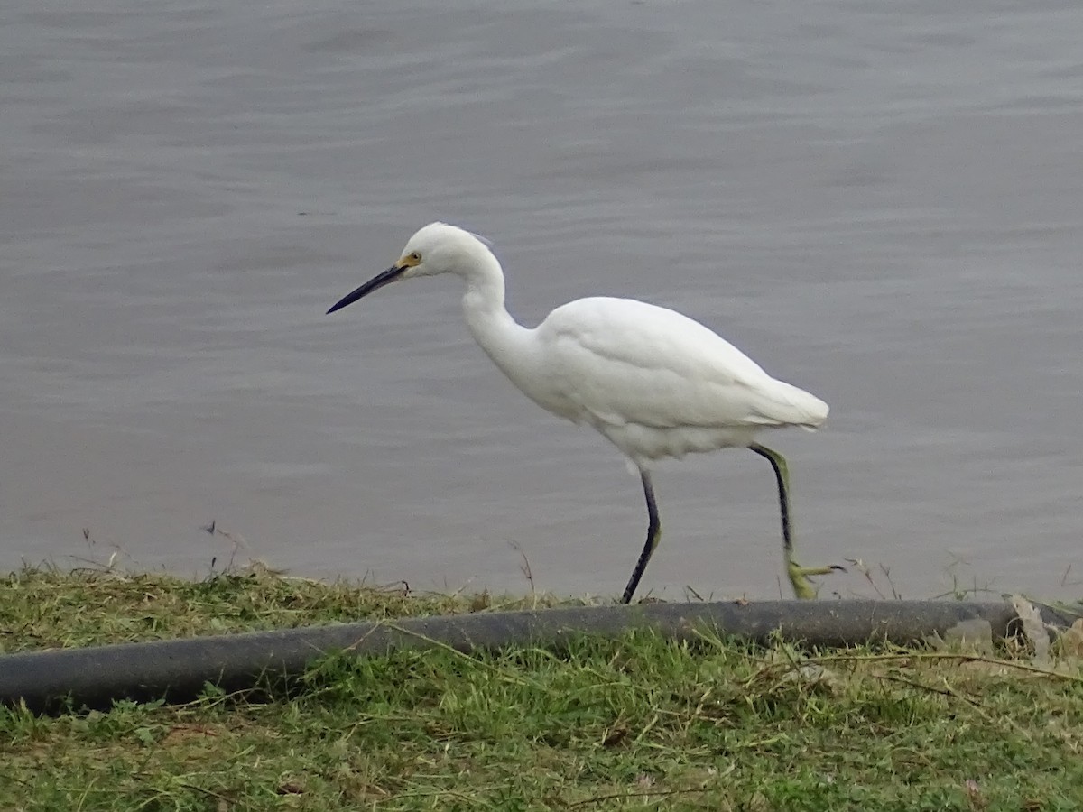Snowy Egret - ML618794981