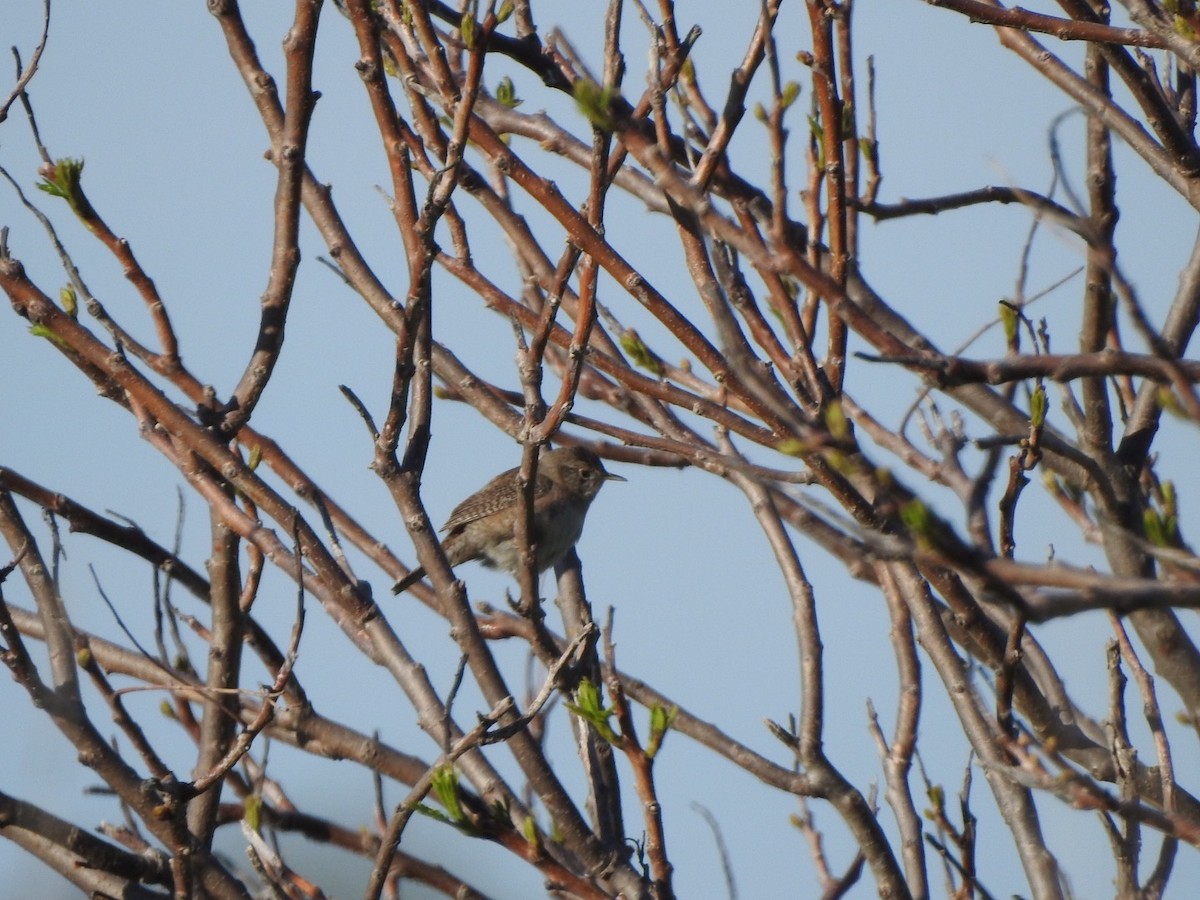 House Wren - Anita Hooker