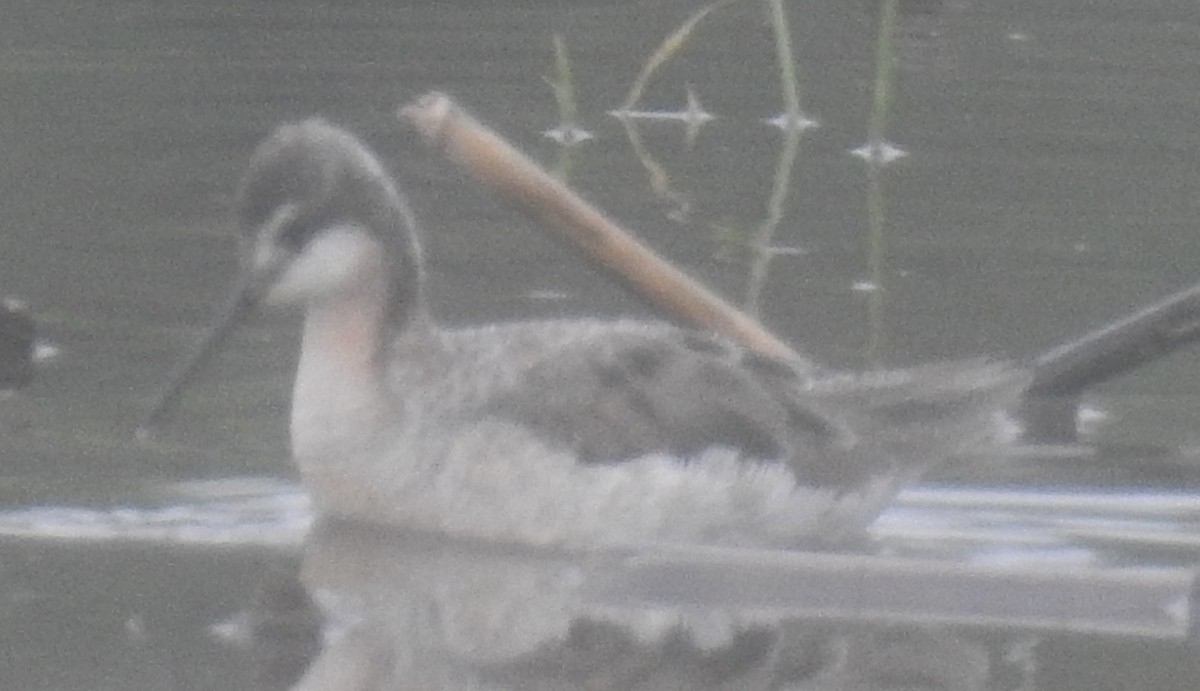 Wilson's Phalarope - ML618794991