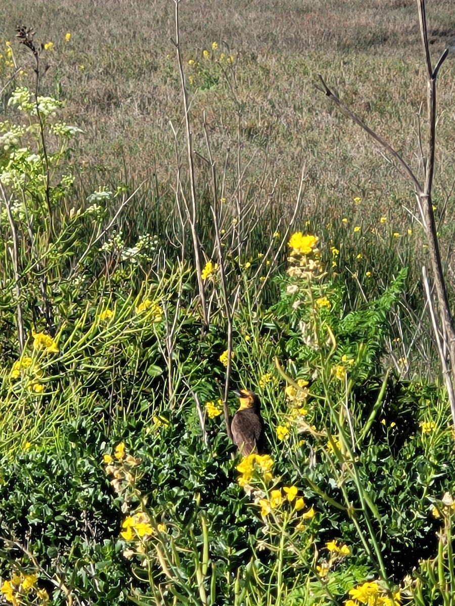 Yellow-headed Blackbird - Kyle d'Entremont