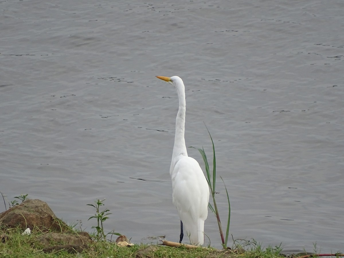 Great Egret - ML618795004