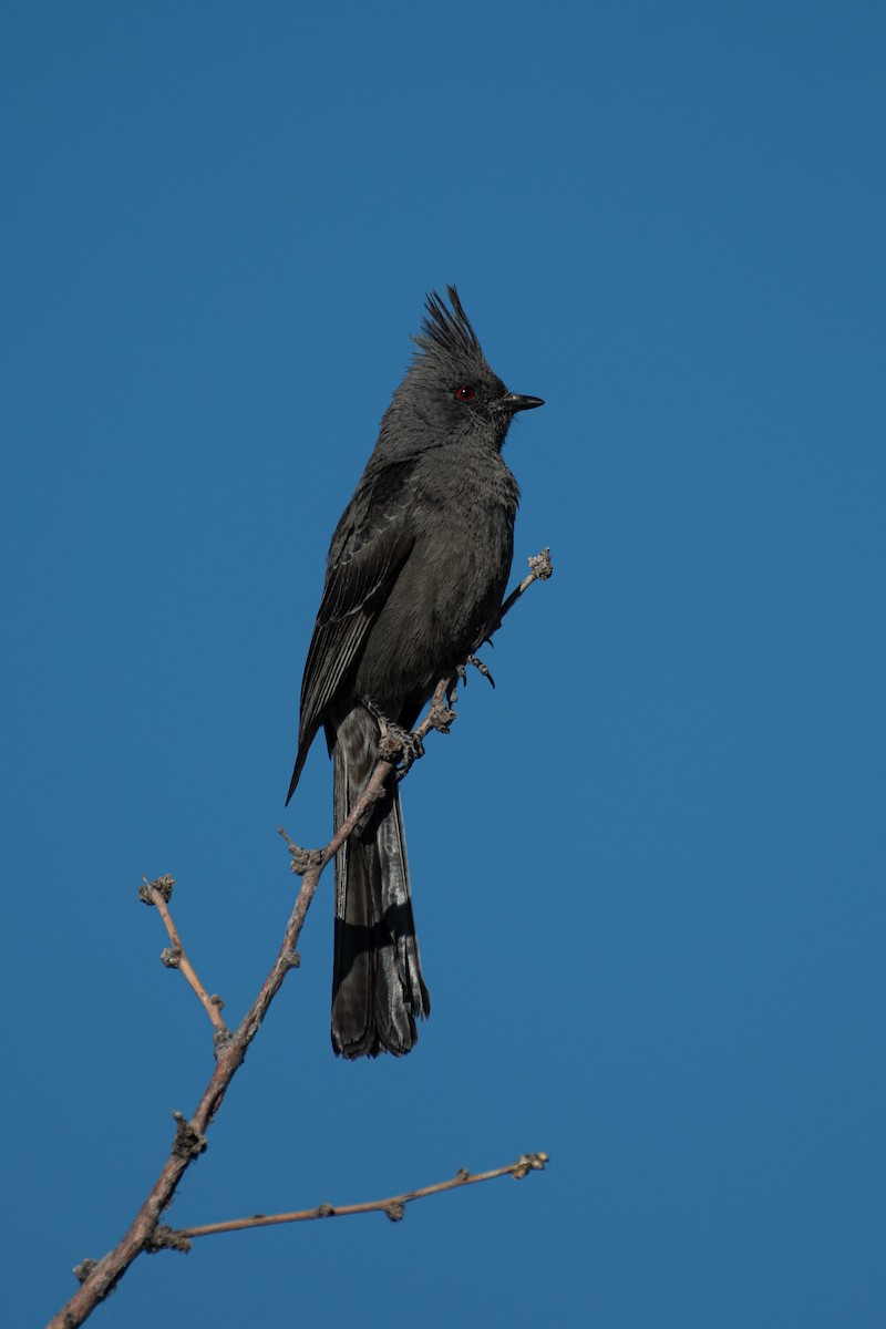 Phainopepla - Zach Hewlett