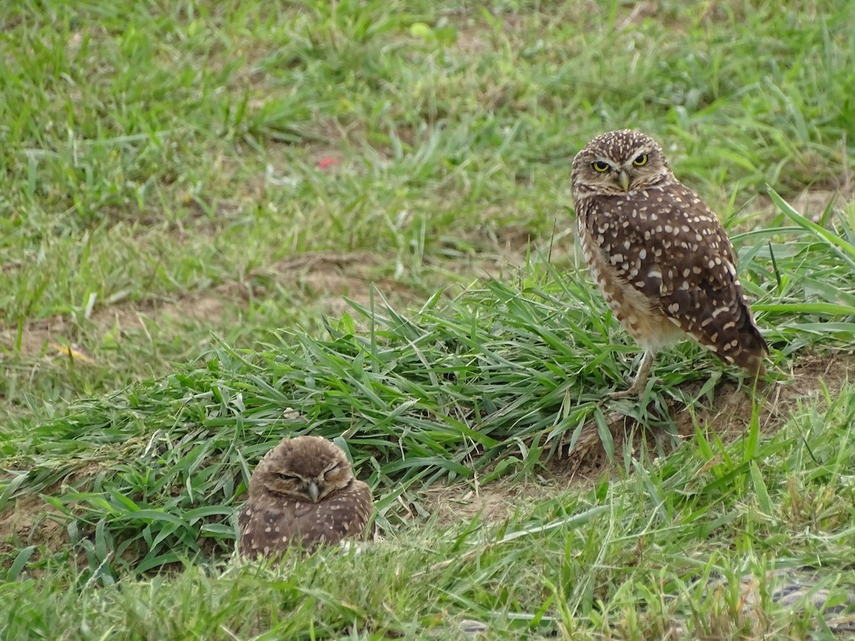 Burrowing Owl - ML618795030