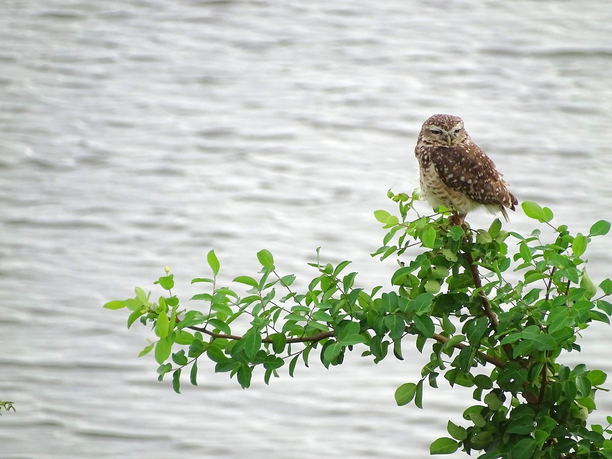 Burrowing Owl - ML618795031