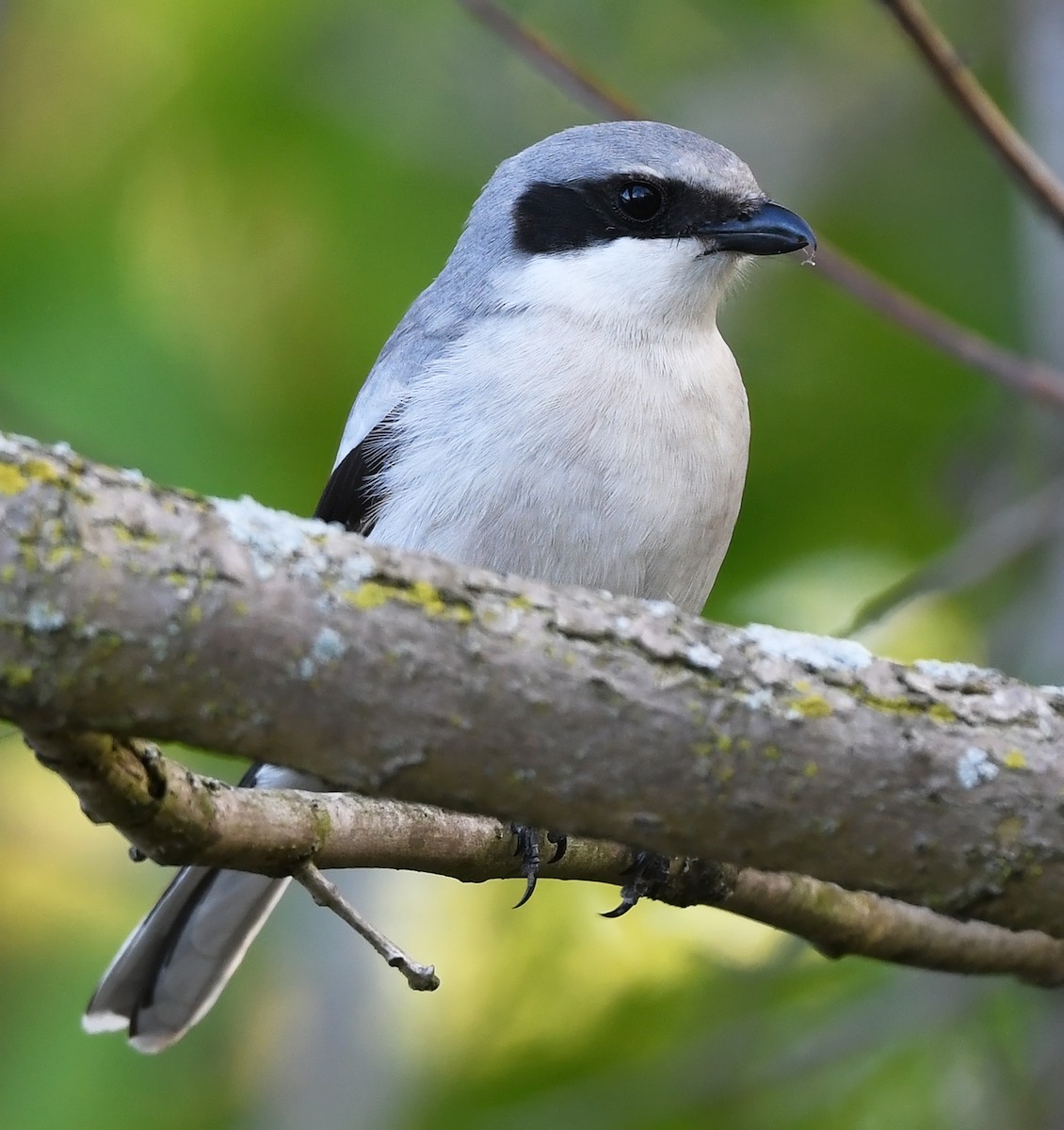 Loggerhead Shrike - Joshua Vandermeulen