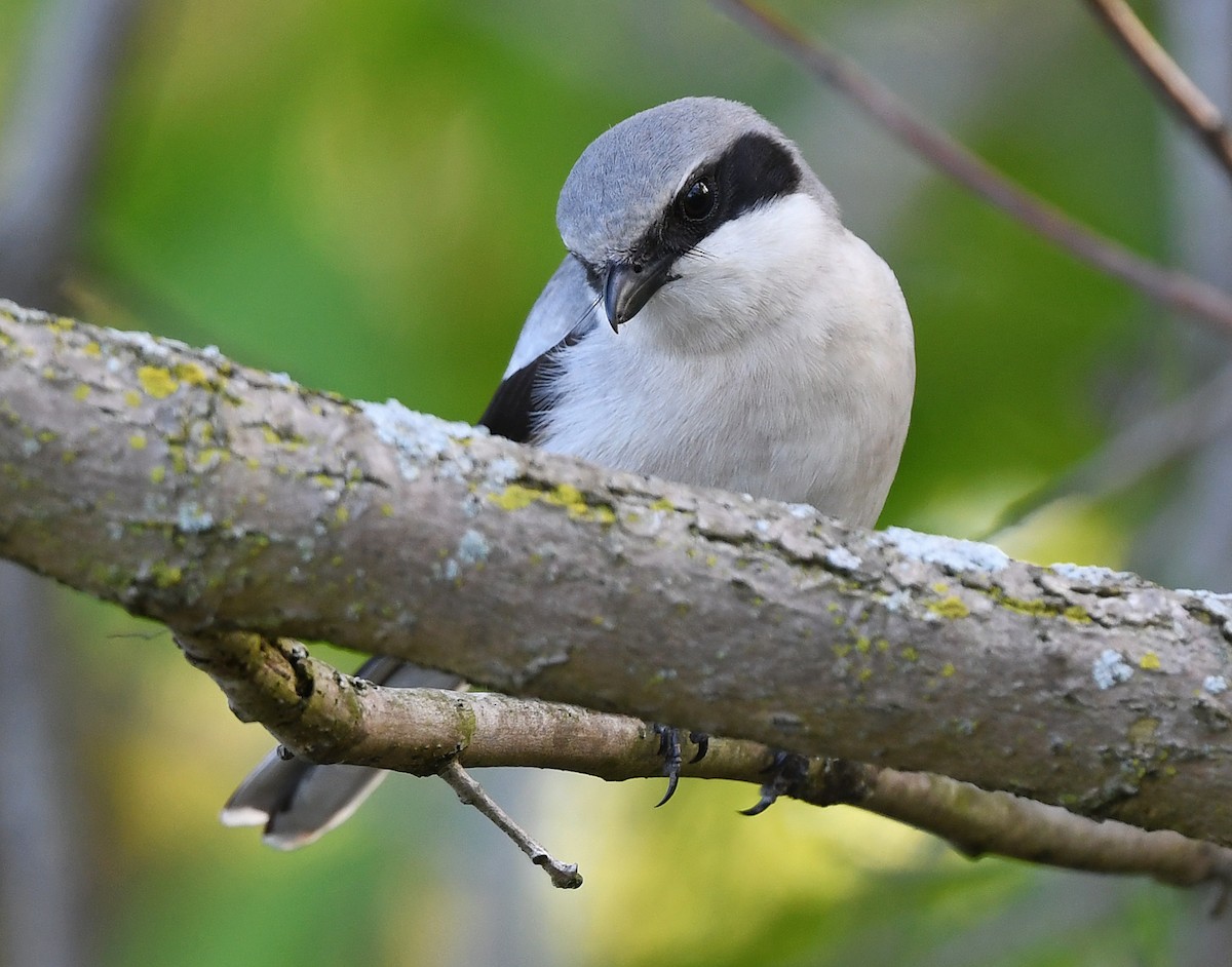 Loggerhead Shrike - Joshua Vandermeulen