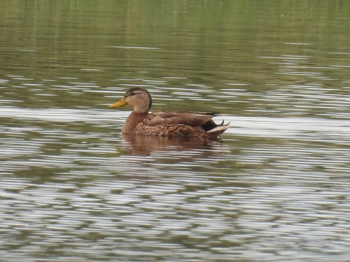 kachna divoká x mexická (hybrid) - ML618795046