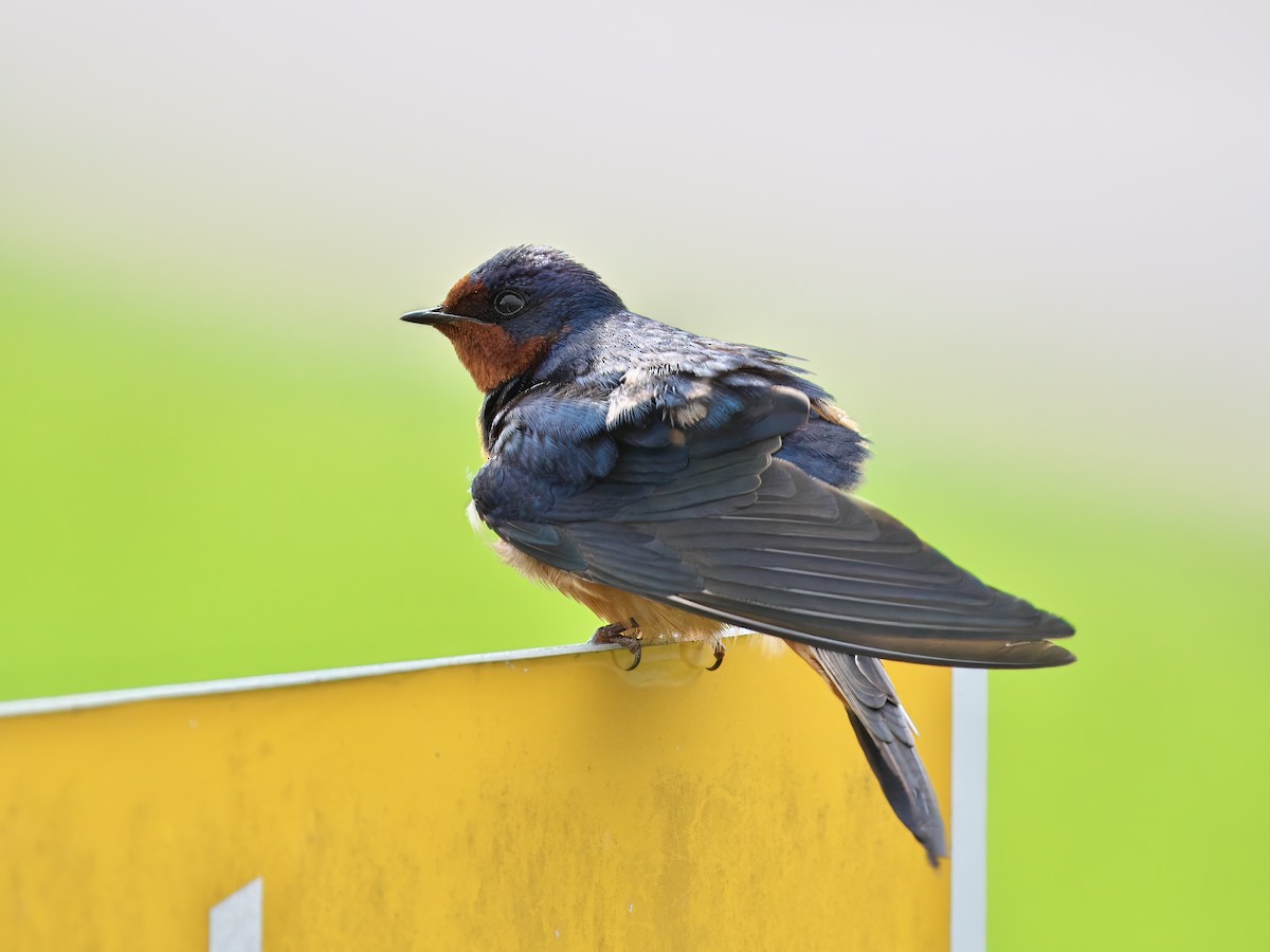 Barn Swallow - ML618795057