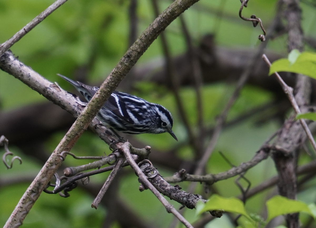 Black-and-white Warbler - Ethan Kang