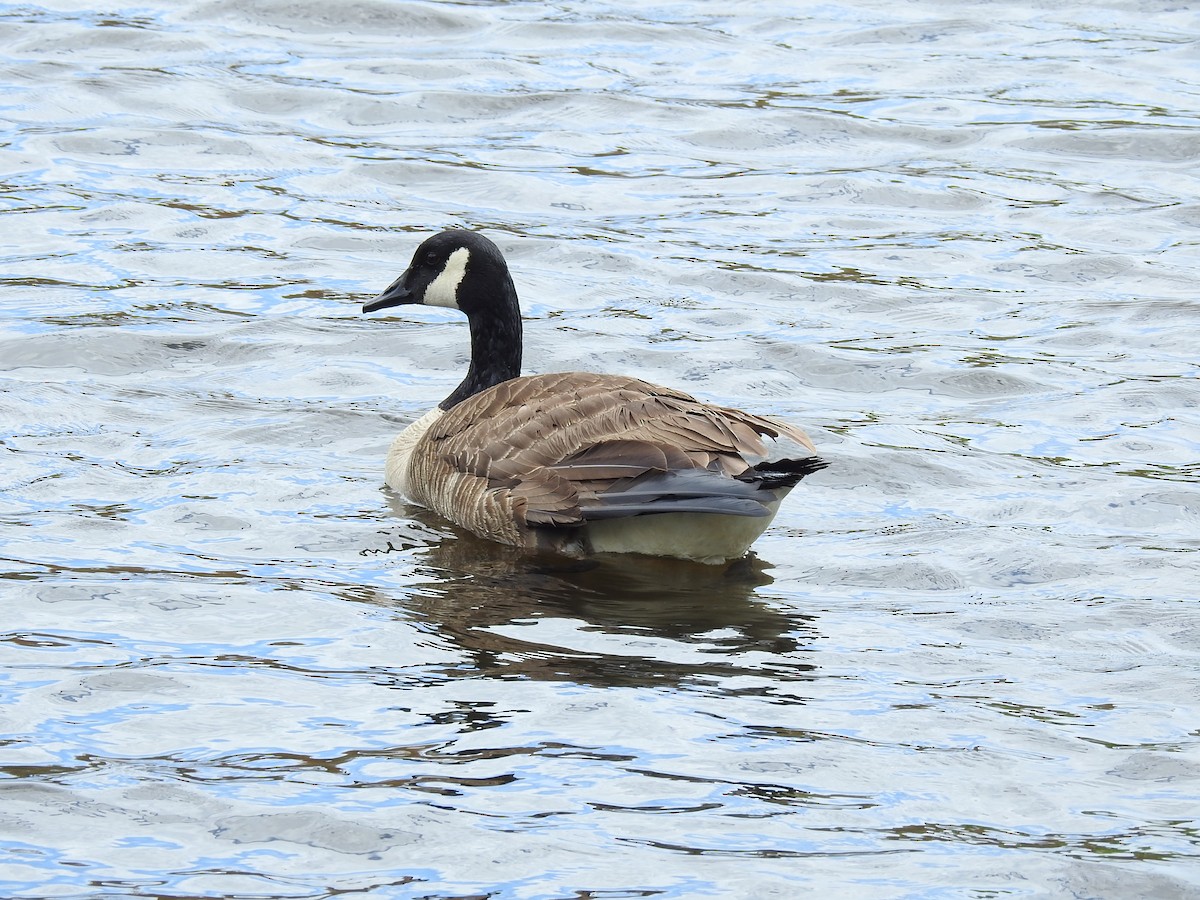 Canada Goose - ML618795067