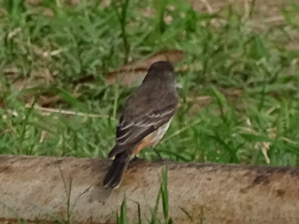 Vermilion Flycatcher - Richard Cannings