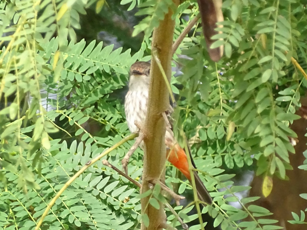 Vermilion Flycatcher - ML618795096