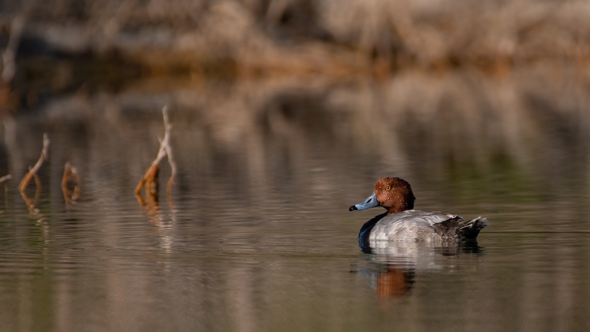 Redhead - Zach Hewlett