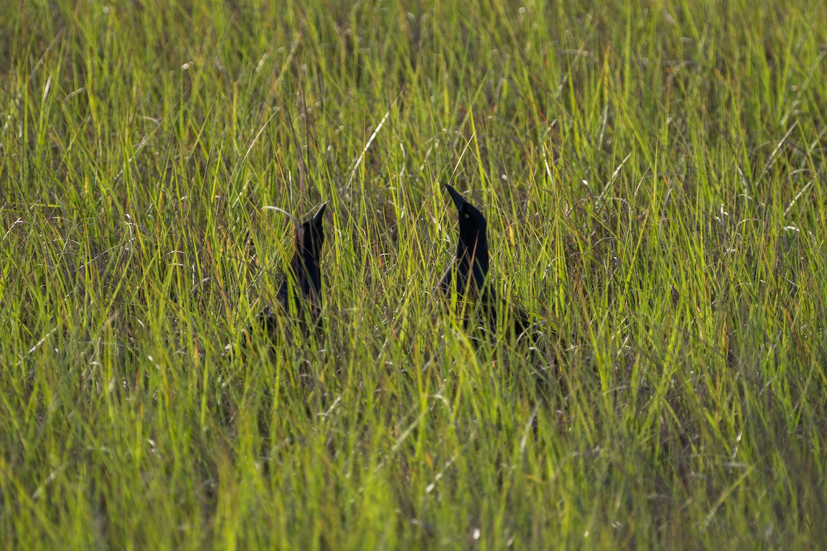 Boat-tailed Grackle - ML618795106