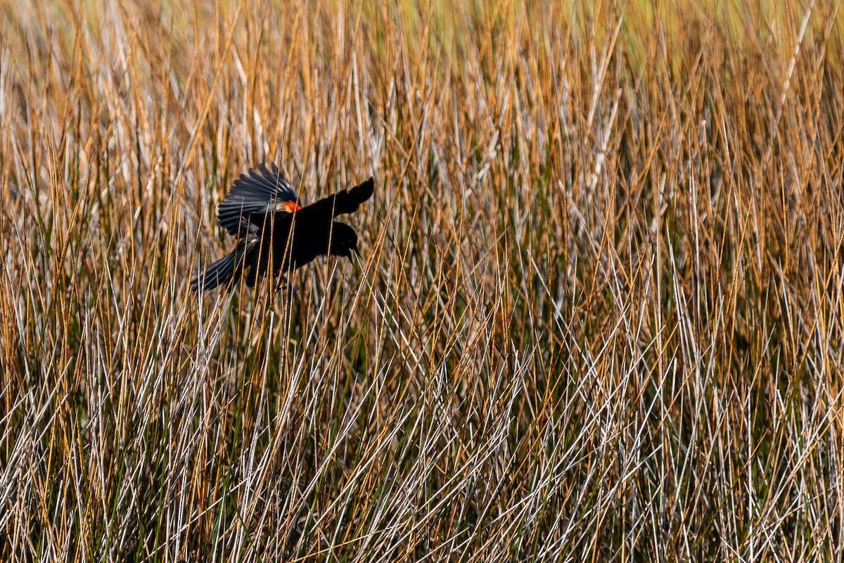 Red-winged Blackbird - ML618795119