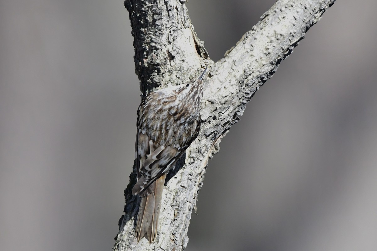 Brown Creeper - Michele Chartier