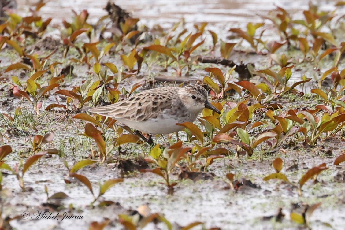 Semipalmated Sandpiper - Michel Juteau