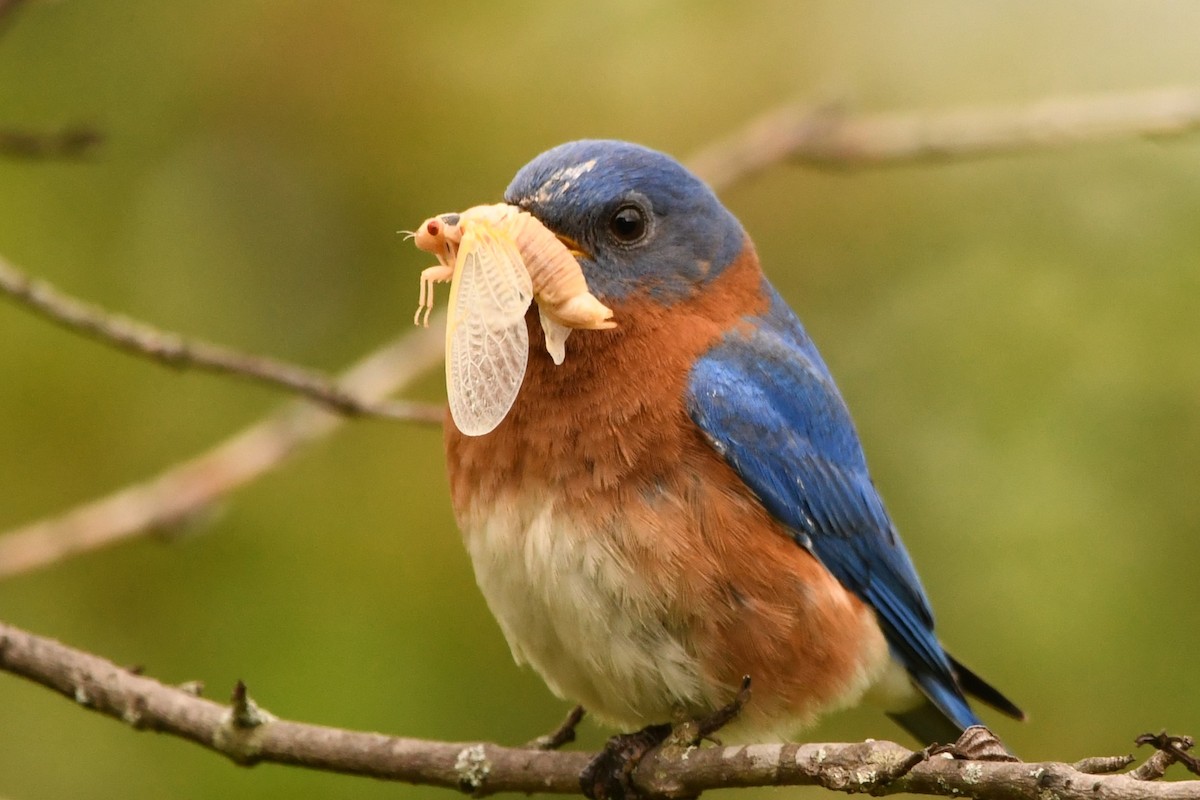 Eastern Bluebird - ML618795140