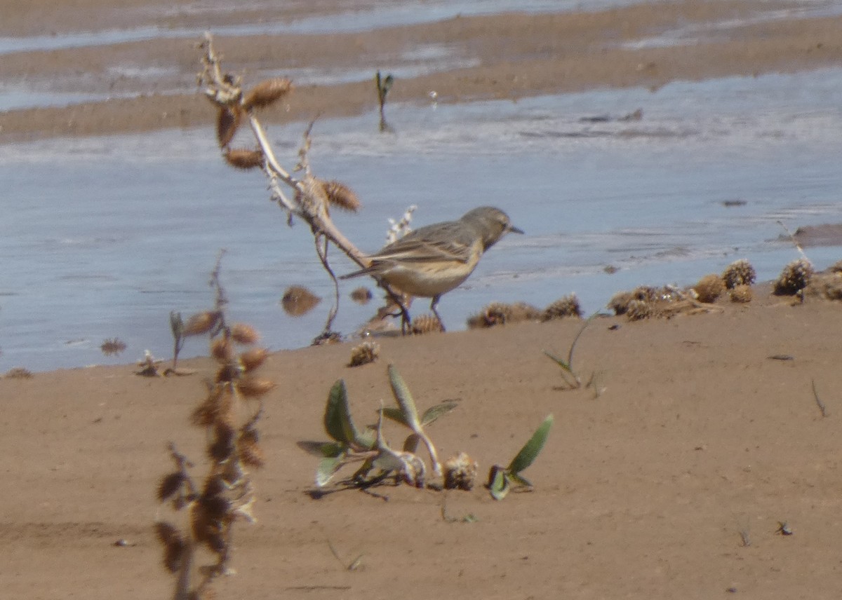 American Pipit - ML618795141