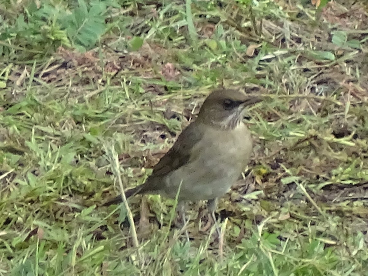 Creamy-bellied Thrush - ML618795146