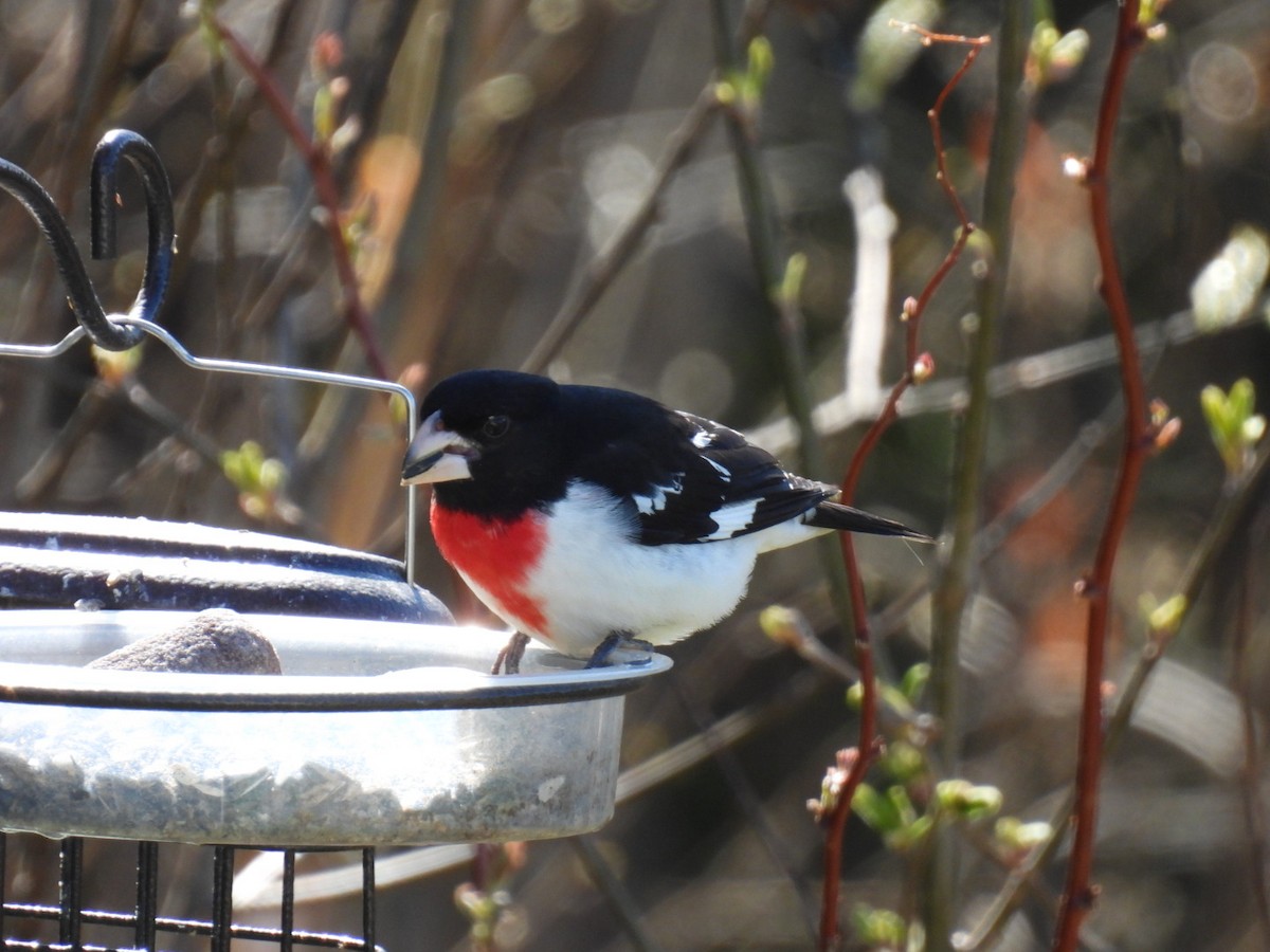 Rose-breasted Grosbeak - Joe McGill