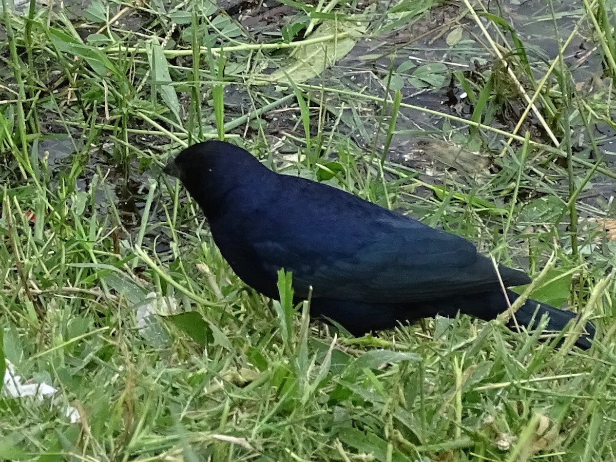 Shiny Cowbird - ML618795187