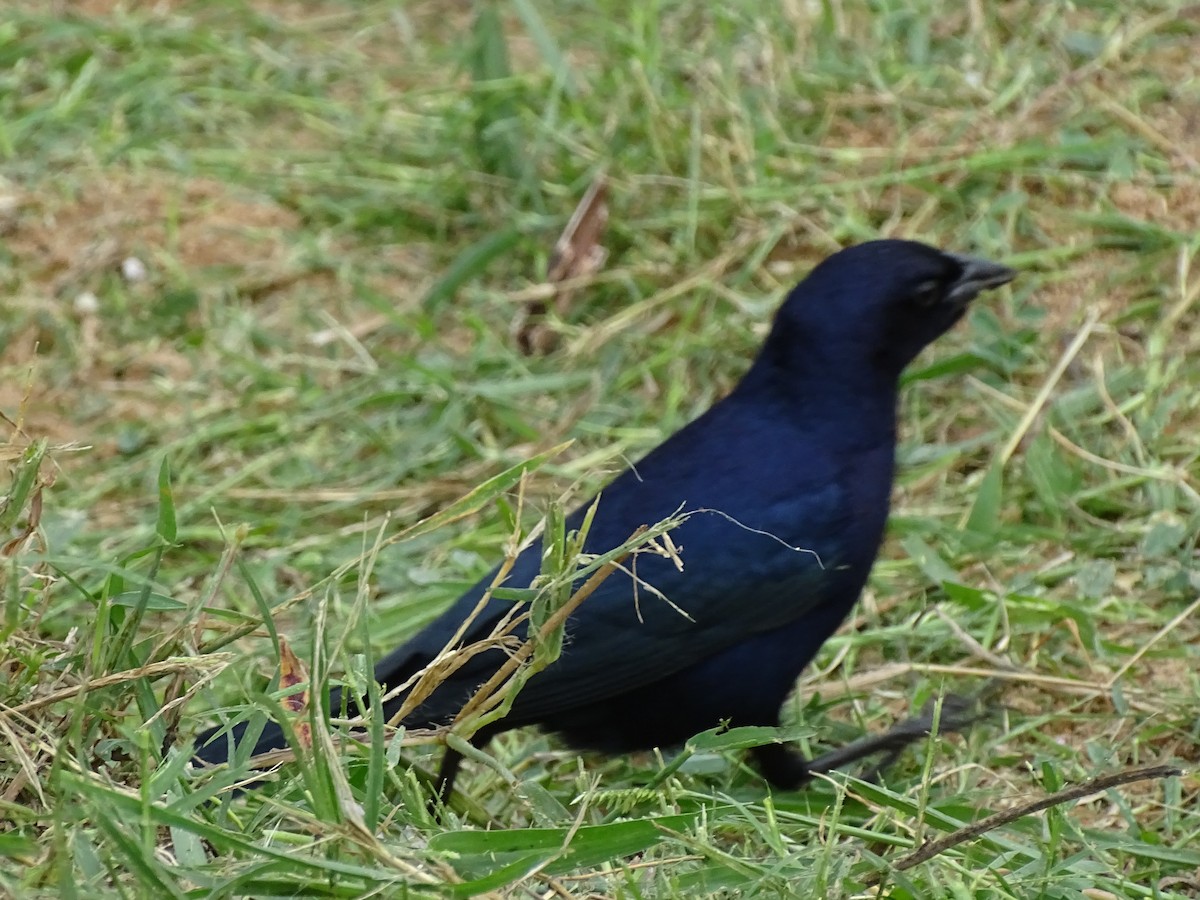 Shiny Cowbird - ML618795188
