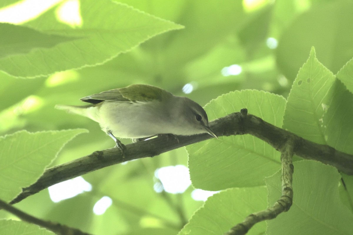 Tennessee Warbler - Pat McGrane