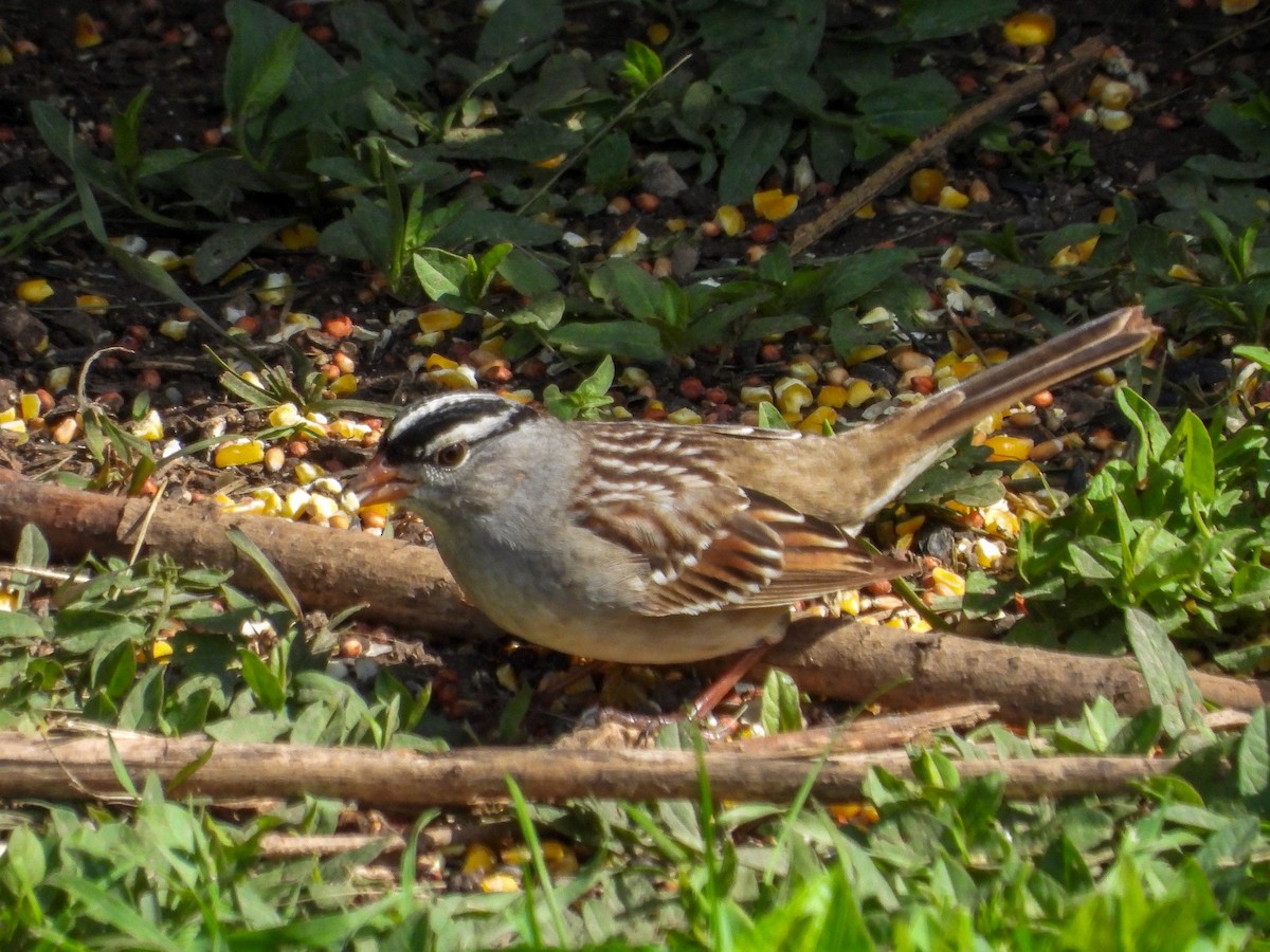 White-crowned Sparrow - Ellen Star