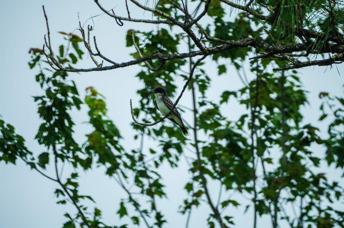 Eastern Kingbird - Tom Ramsey