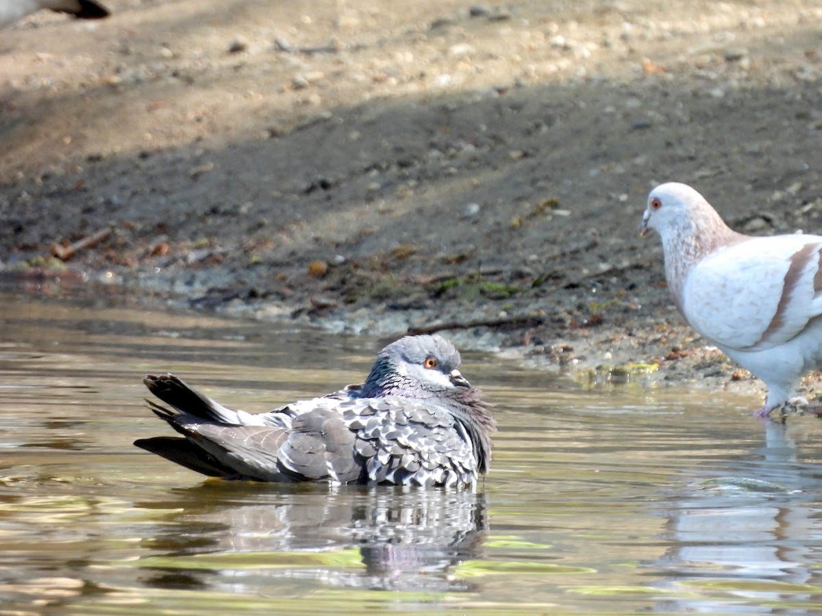 Rock Pigeon (Feral Pigeon) - ML618795220