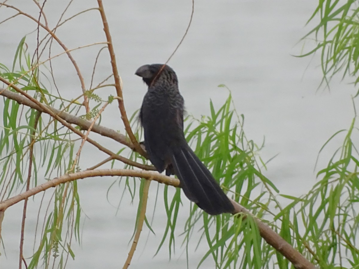 Smooth-billed Ani - ML618795221