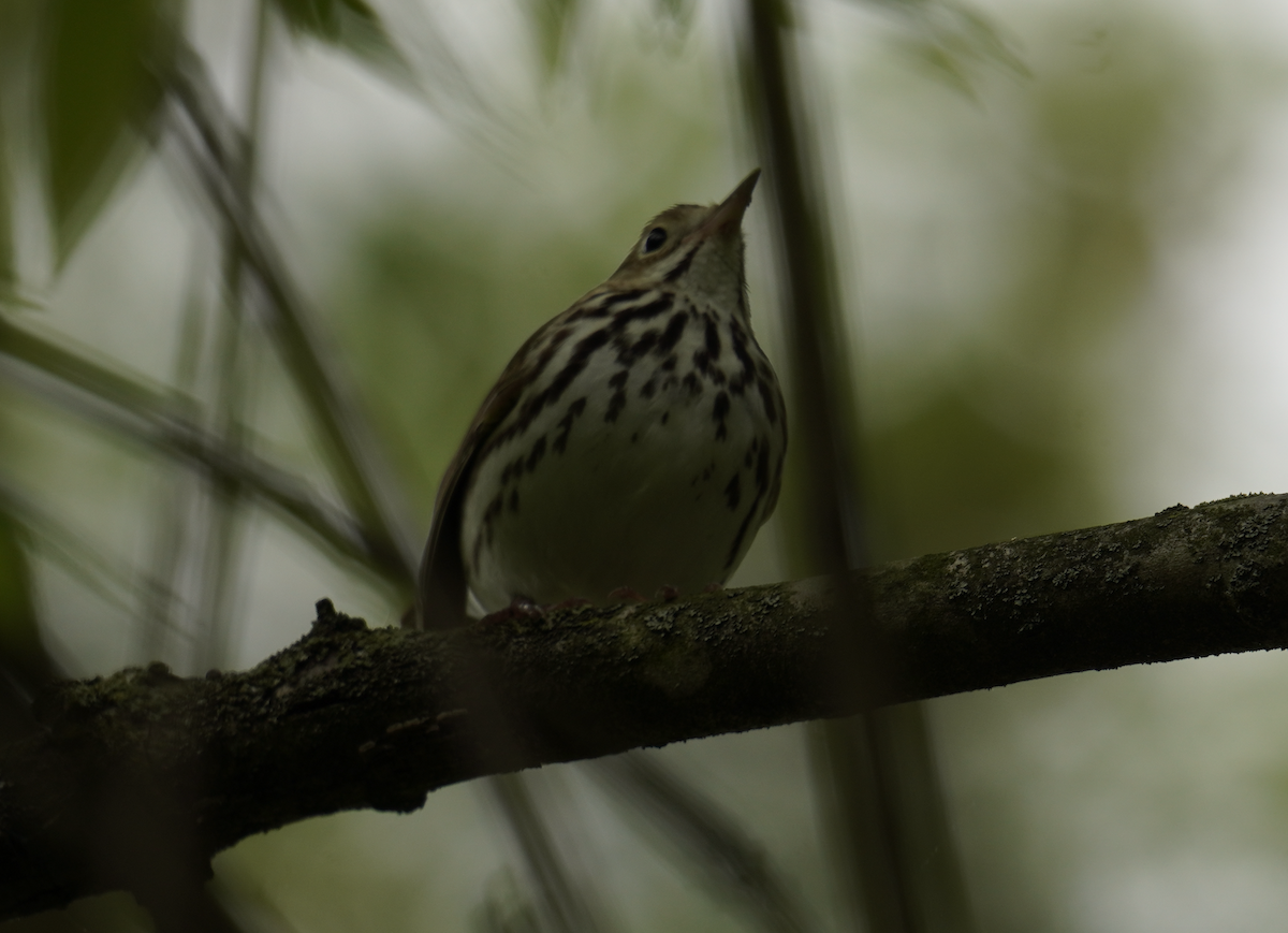 Ovenbird - Ethan K