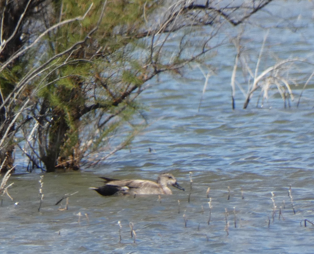 Canard chipeau - ML618795229