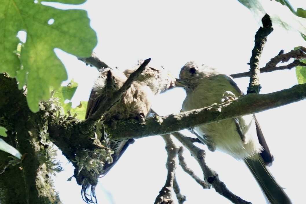 Oak Titmouse - Bob Greenleaf